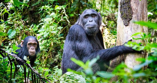 Uganda is home to a sizeable population of chimpanzees