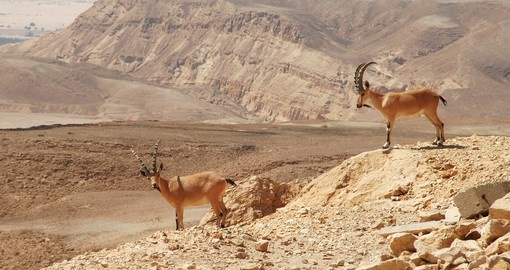 Two ibexes at Ramon Crater in Negev Desert
