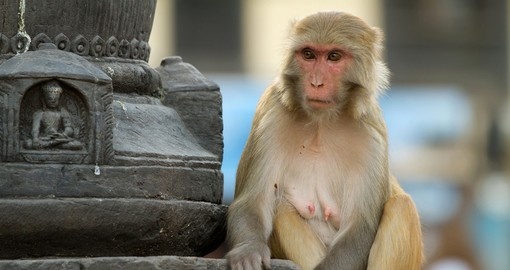 Macaque sitting in the monkey temple