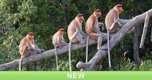 Bako National Park is home to large numbers of Proboscis Monkeys
