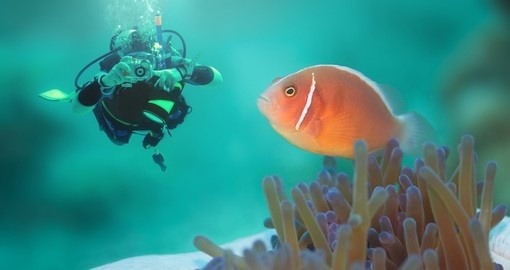 A diver with a pink clownfish