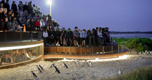 Visit Phillip Island and witness the nightly "Penguin Parade" on your next tour to Australia