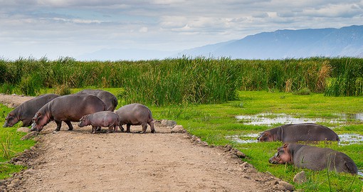 Watch lake Manyara Visitors during your next Tanzania tours.