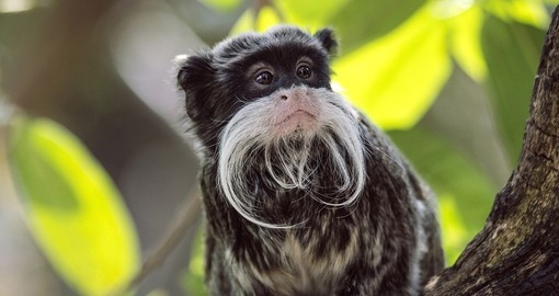 Emperor Tamarin in a tree amongst leaves