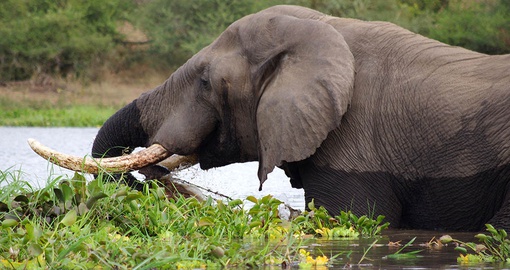 Spot elephants on your Malawi Tour