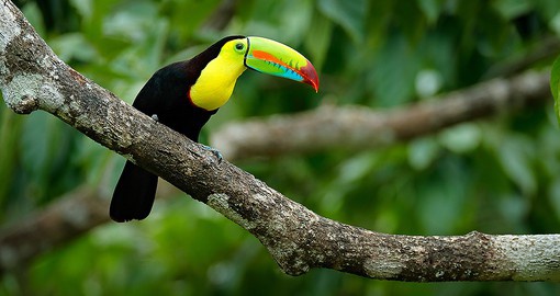 The beautiful Keel-billed Toucan is a common sight throughout Panama