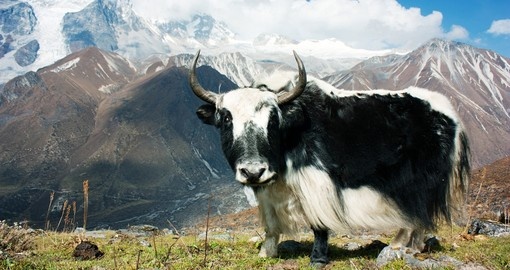 On this easy trek, you'll have the opportunity to different kinds of domesticated animals, a perfect Nepal Tours