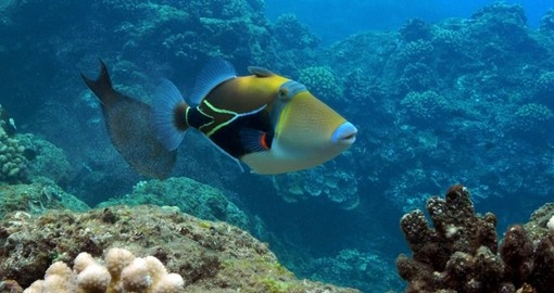 The Picasso Triggerfish is the state fish of Hawaii