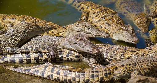 You will see Australia's iconic Saltwater Crocodiles during your Australia vacation.