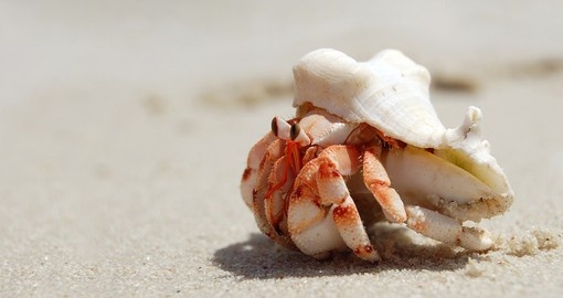 Hermit crab with shell