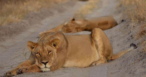 Meet the Lions at Deception Valley Lodge on your Botswana tour