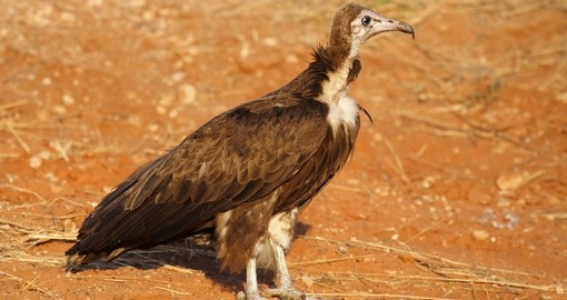 Hooded vulture, Chobe National Park