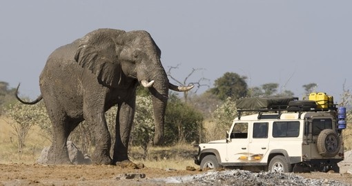 On a game drive in Botswana - always a great wildlife experience when on your Selinda Reserve safaris.
