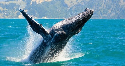 Experience whale watching off the coast of Sydney as part of your Australia Vacation