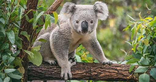 Meet Australia's native wildlife at Lone Pine Koala Sanctuary