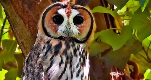 Beautiful Striped owl