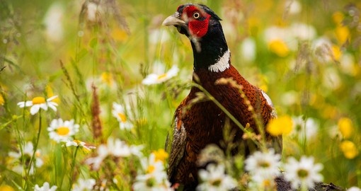 The Green Pheasant is the national bird of Japan