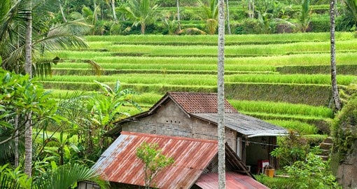 Experience Rice Terrace Field on your next Indonesia Vacations.