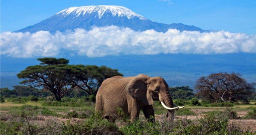 In the shadow of Africa's highest peak, Aboseli is famed for it's big-tusked elephants