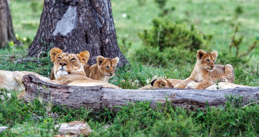 Lions are the most sociable of the big cats, living in Prides of 15 to 20 members