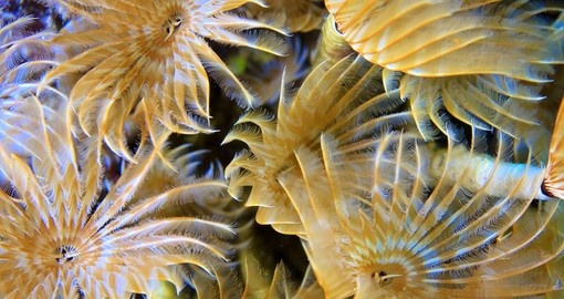 Social Feather-Duster Worms