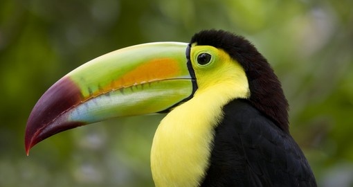 Colourful Toucans – are a popular photo opportunity while on Belize vacations