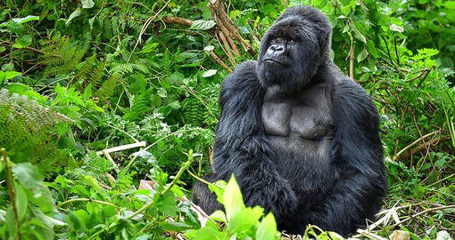 Seeing a gorilla in Parc National des Volcans will be the highlight of your Rwanda safari.