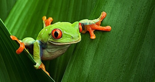 The Panamanian tree frog is one of the many local wildlife you can encounter during your Panama tour