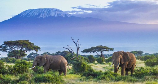 Capture the grace of elephants as they graze before the heights of Mt Kilimanjaro