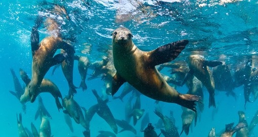 The Californian sea lions of Mexico
