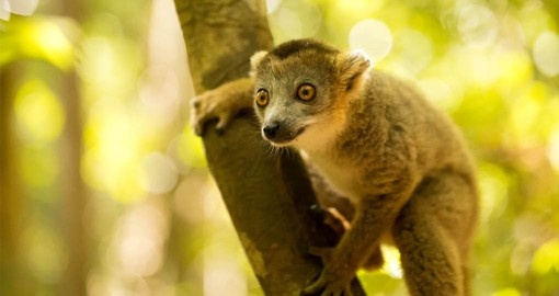The Lemurs are a highlight when travelling to Madagascar