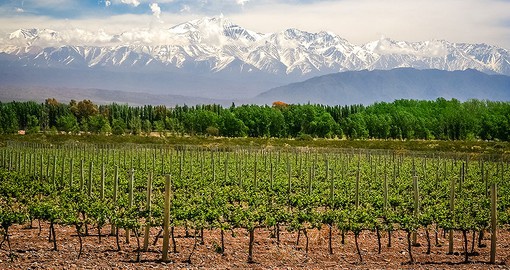 In the foothills of the Andes, Mendoza is dotted with rolling vineyards