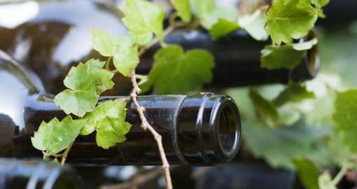 Wine bottles and grape vines