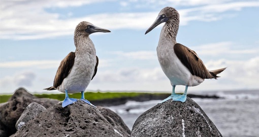 Blue footed boobies in a courtship dance