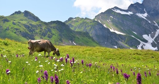 Cow in an alpine meadow