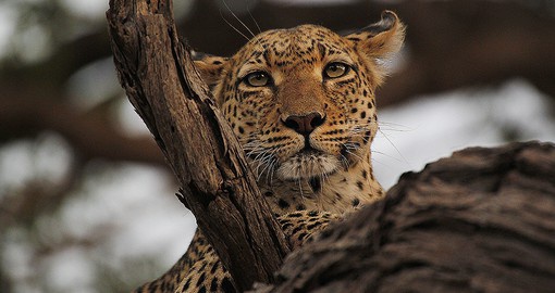 Enjoy your trip to Moremi Nature Reserve on your Botswana Safari