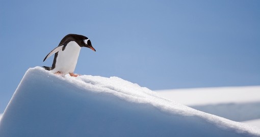 Penguin sliding down the slopes