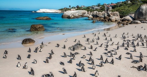 You might even see  penguins during your next trip to South Africa.