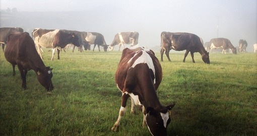 Dairy cows in paddock