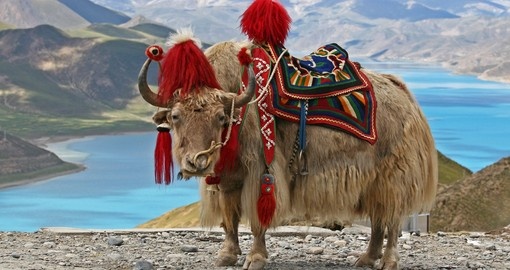 Rare white yak with Himalaya mountain range at the background
