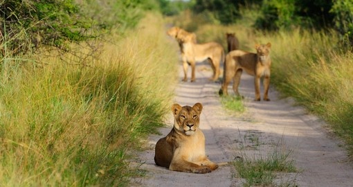 Have the opportunity to see Lions in the Hwangi National Park on your Zimbabwe Safari