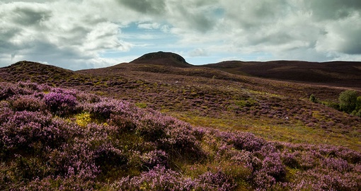 Moor in the Highlands