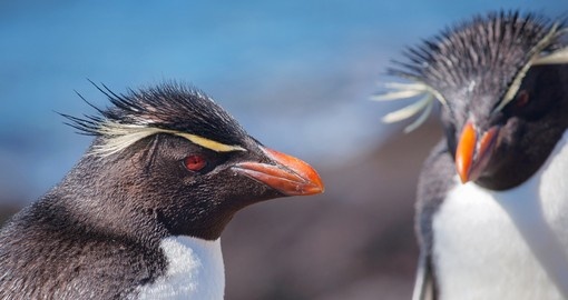 Rockhopper Penguins in Patagonia