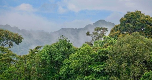 Beautiful Rainforests surround the One&Only Nyungwe House on your Rwanda Vacation