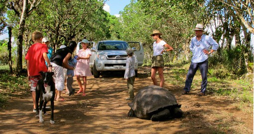 Search for giant tortoises roaming the reserve