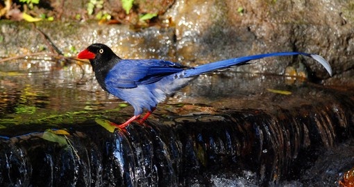 Blue Magpie is the National Bird of Taiwan
