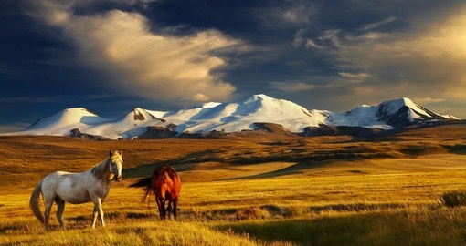 Admire Mongolian horses grazing in their natural habitat