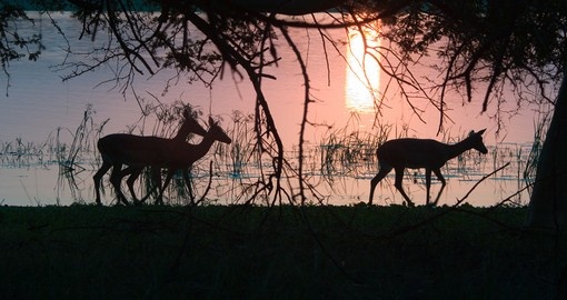 Impala silhouetted against the setting sun makes for a great photo on all South African vacations.