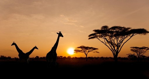 Enjoy indescribable beauty of  Serengeti sunset during your next Tanzania vacations.