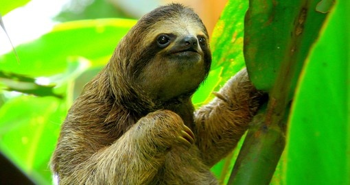 Costa Rica's rainforests are the perfect home for sloths